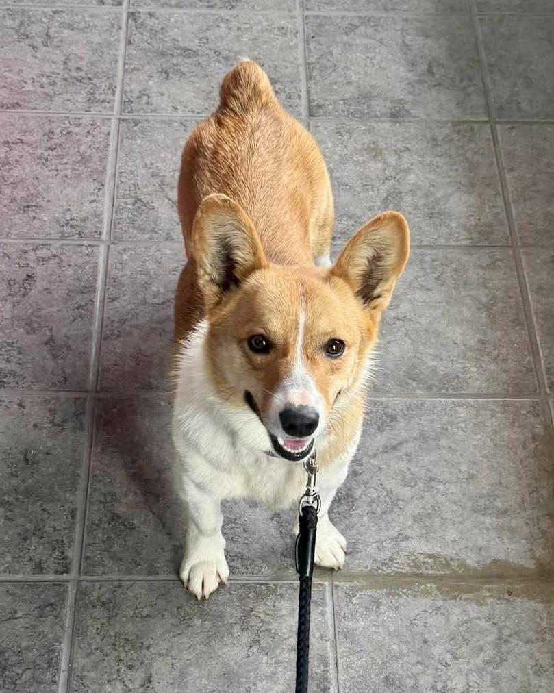 Enlarge Benny, a Adoptable Pembroke Welsh Corgi in Richmond, KY image 1/3