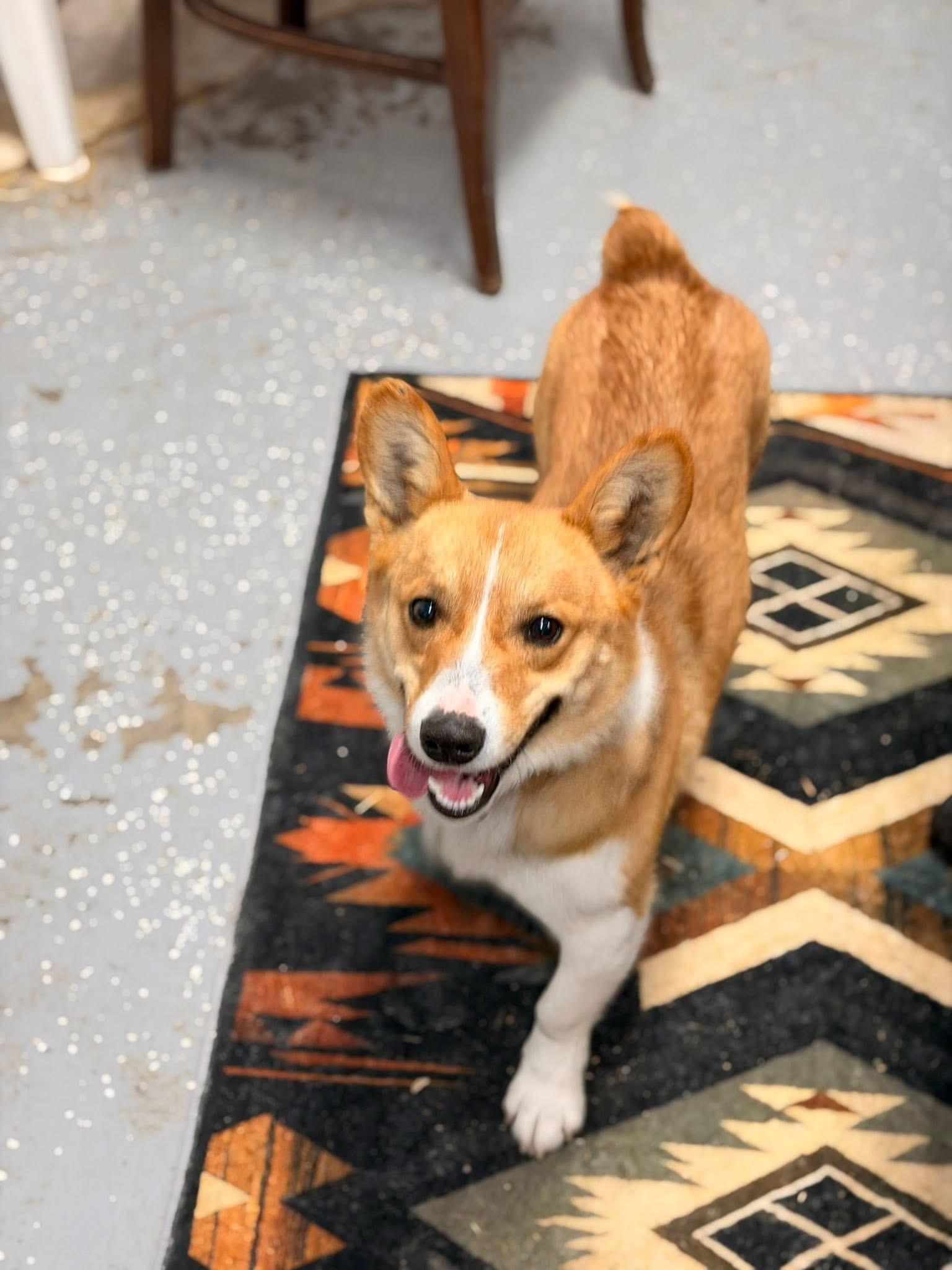 Enlarge Benny, a Adoptable Pembroke Welsh Corgi in Richmond, KY image 2/3