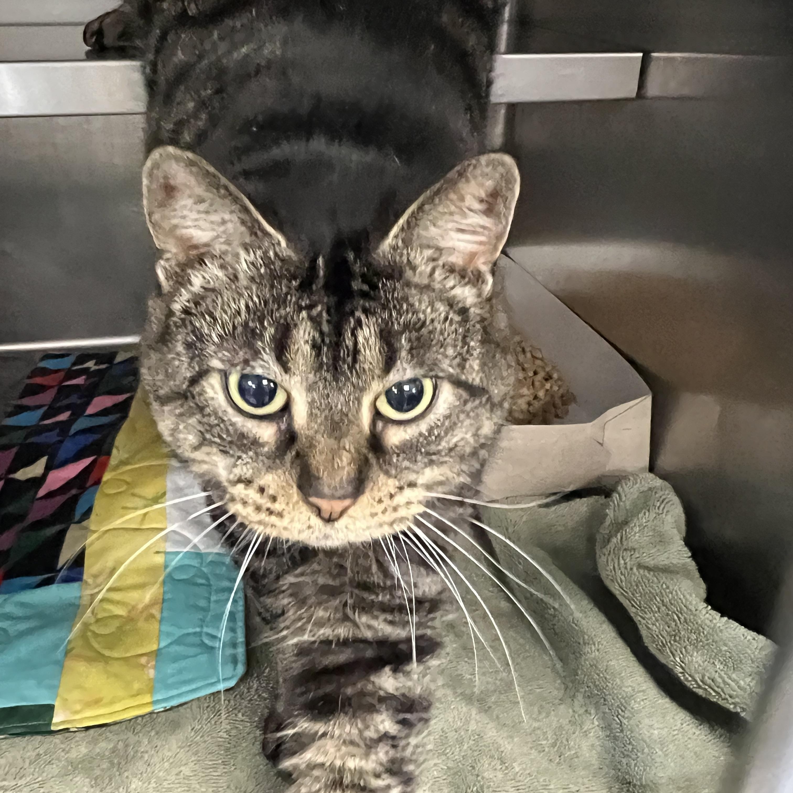 Grey, adoptable, Adult Female Domestic Short Hair.