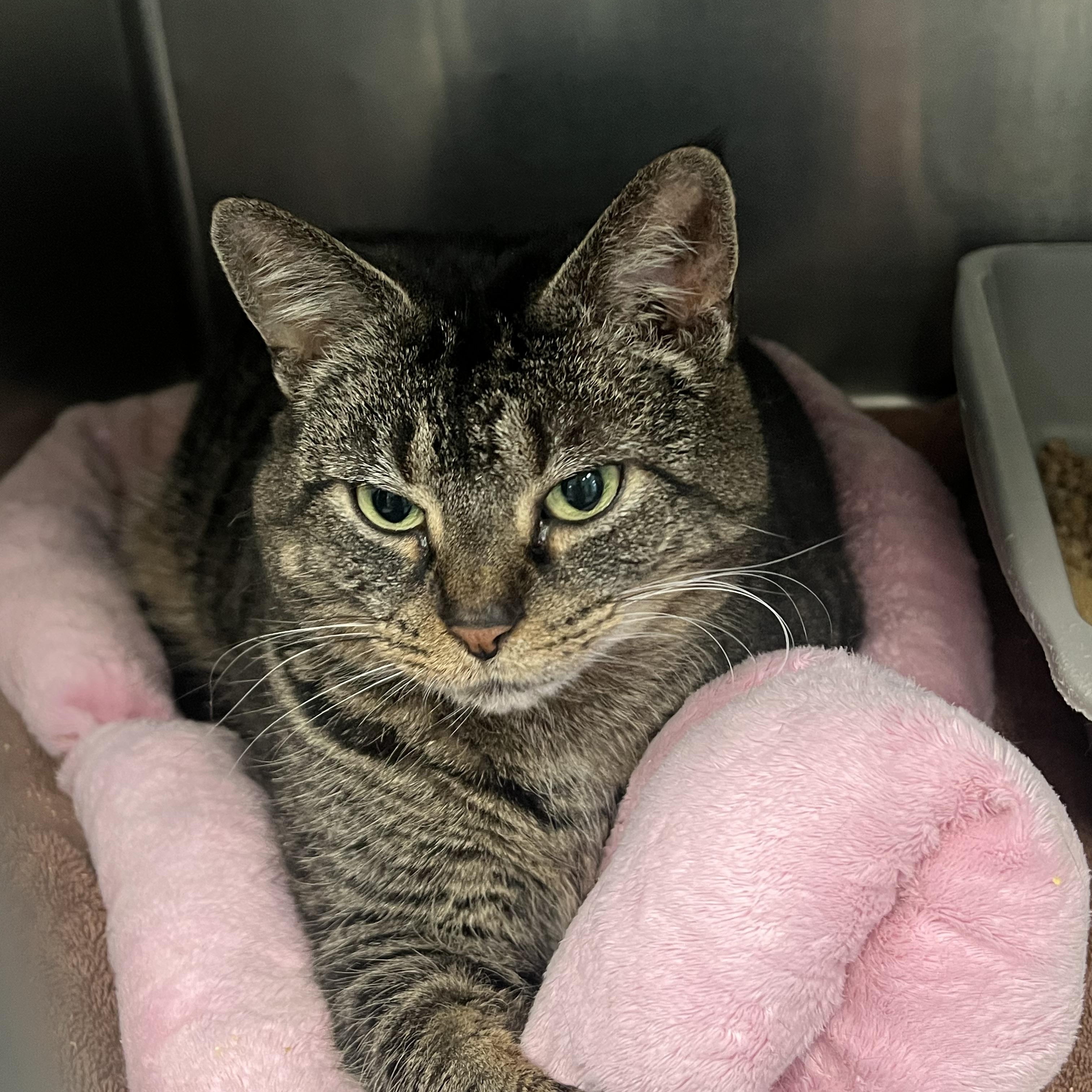 Enlarge Grey, an adoptable Domestic Short Hair in Berryville, VA image 2/2