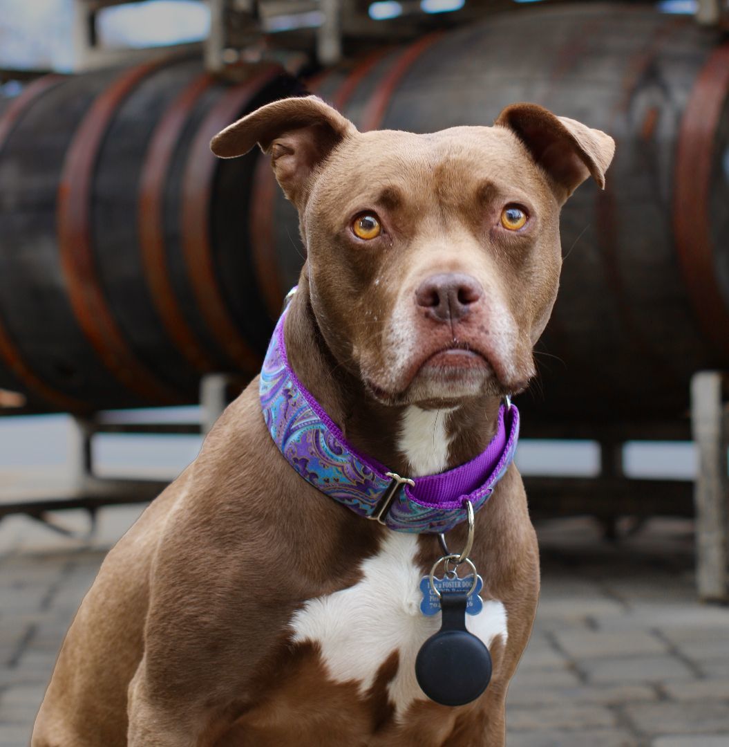Goose, a Adoptable Pit Bull Terrier in Charlotte, NC image 5/6