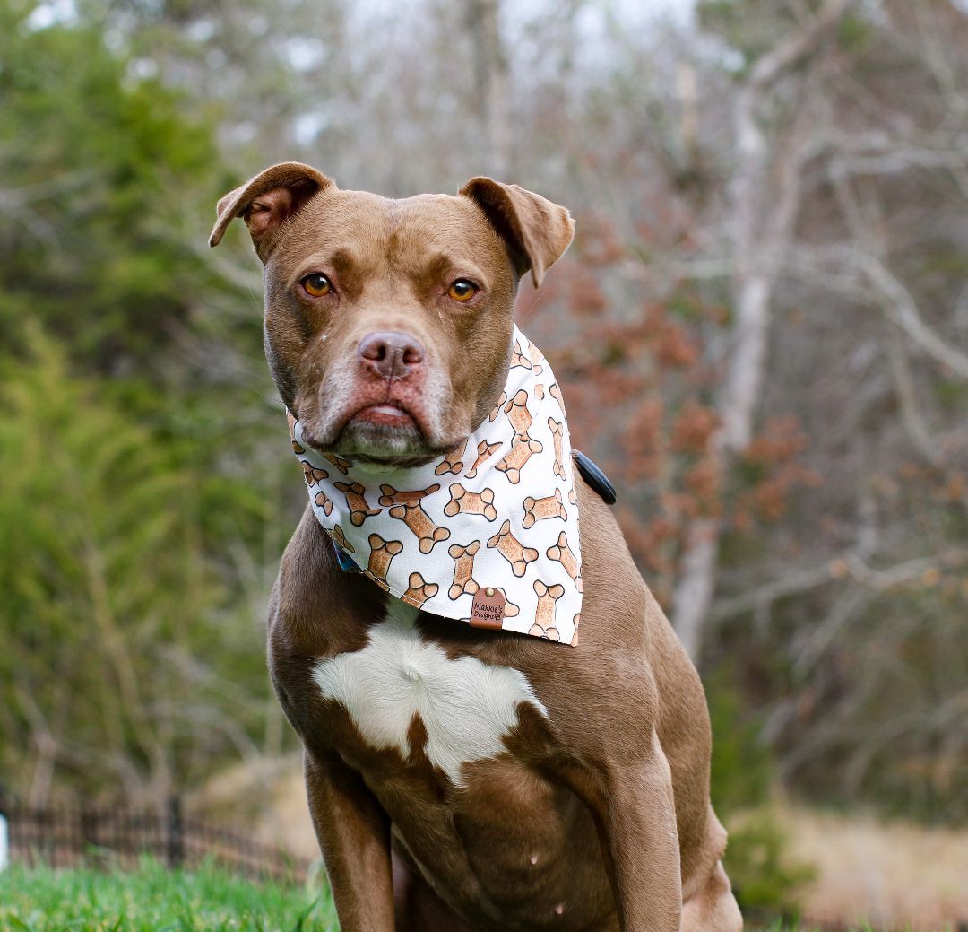 Goose, a Adoptable Pit Bull Terrier in Charlotte, NC image 6/6