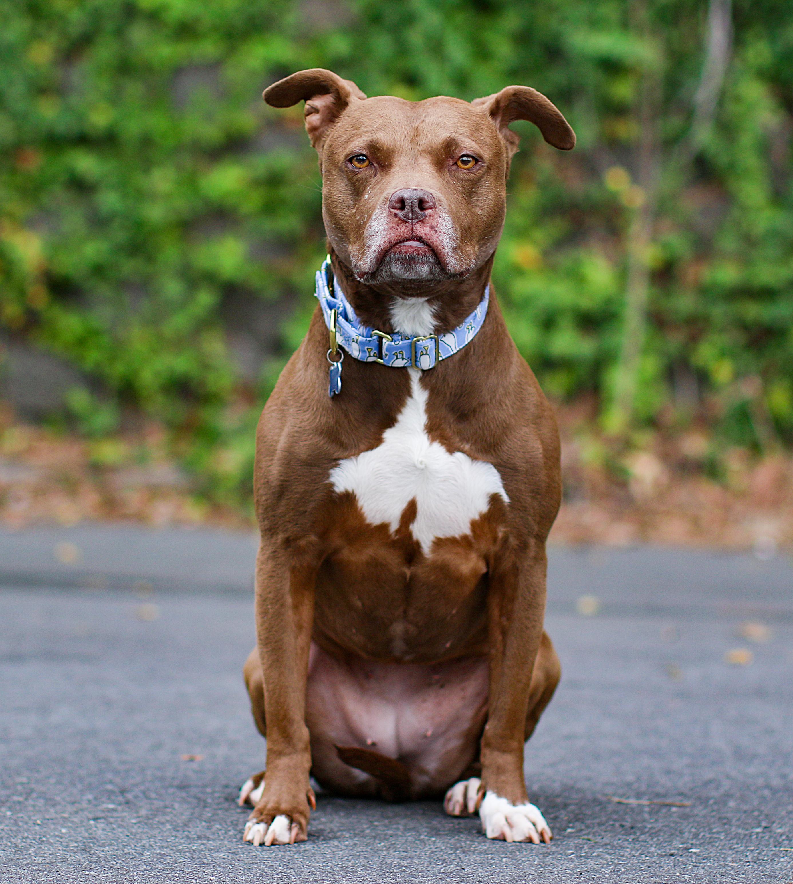Goose, a Adoptable Pit Bull Terrier in Charlotte, NC image 2/6