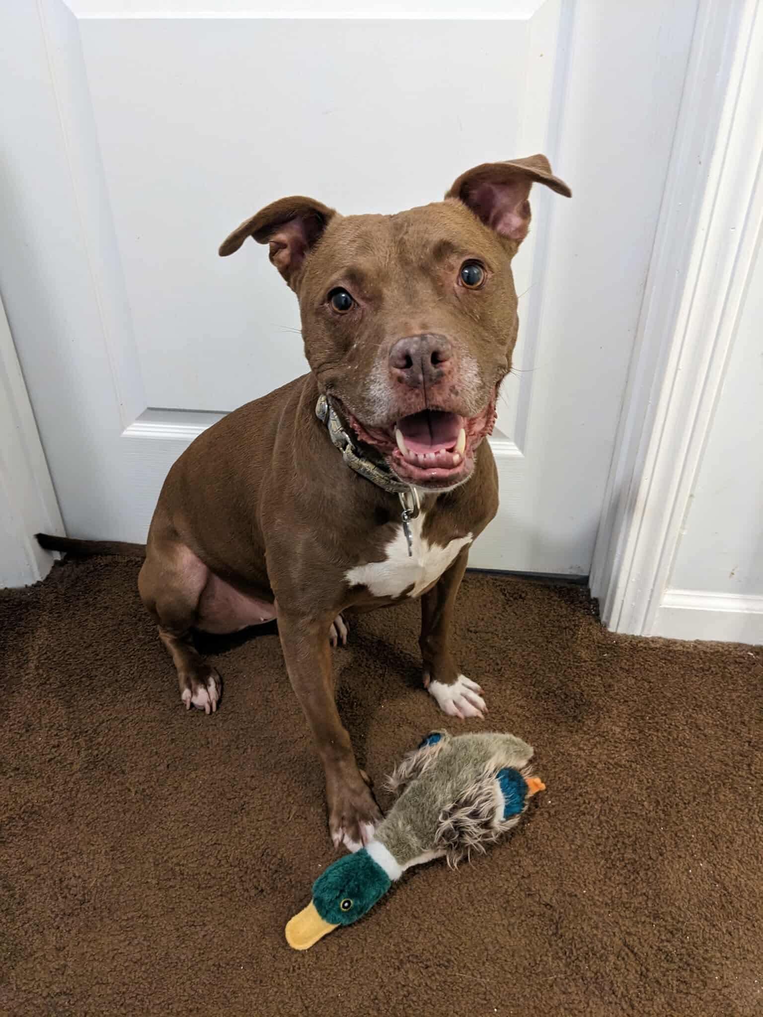 Goose, a Adoptable Pit Bull Terrier in Charlotte, NC image 1/6