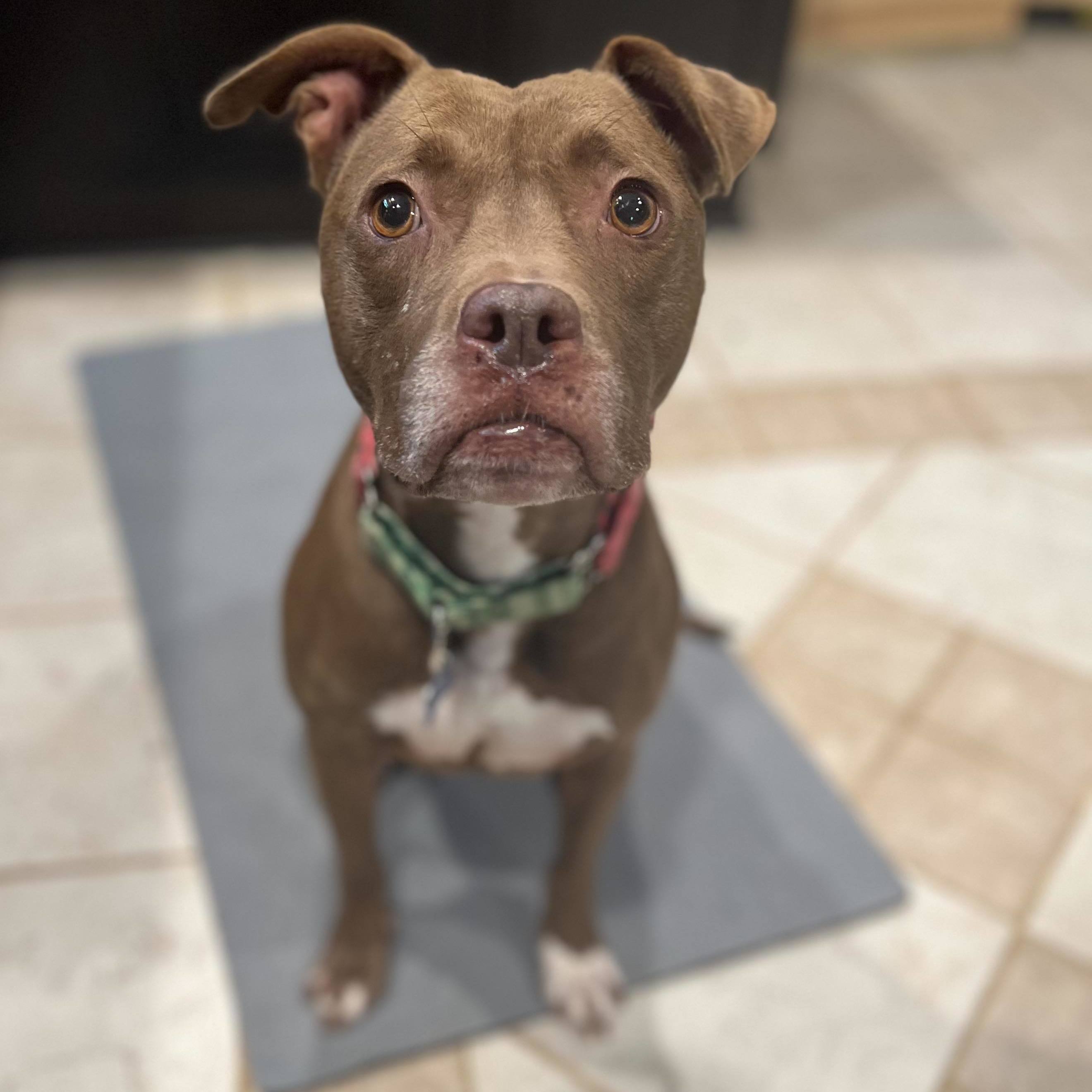 Goose, a Adoptable Pit Bull Terrier in Charlotte, NC image 3/6