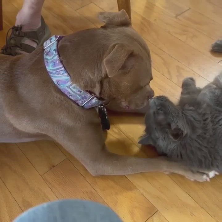 Enlarge Goose, a Adoptable Pit Bull Terrier in Charlotte, NC video 4/6