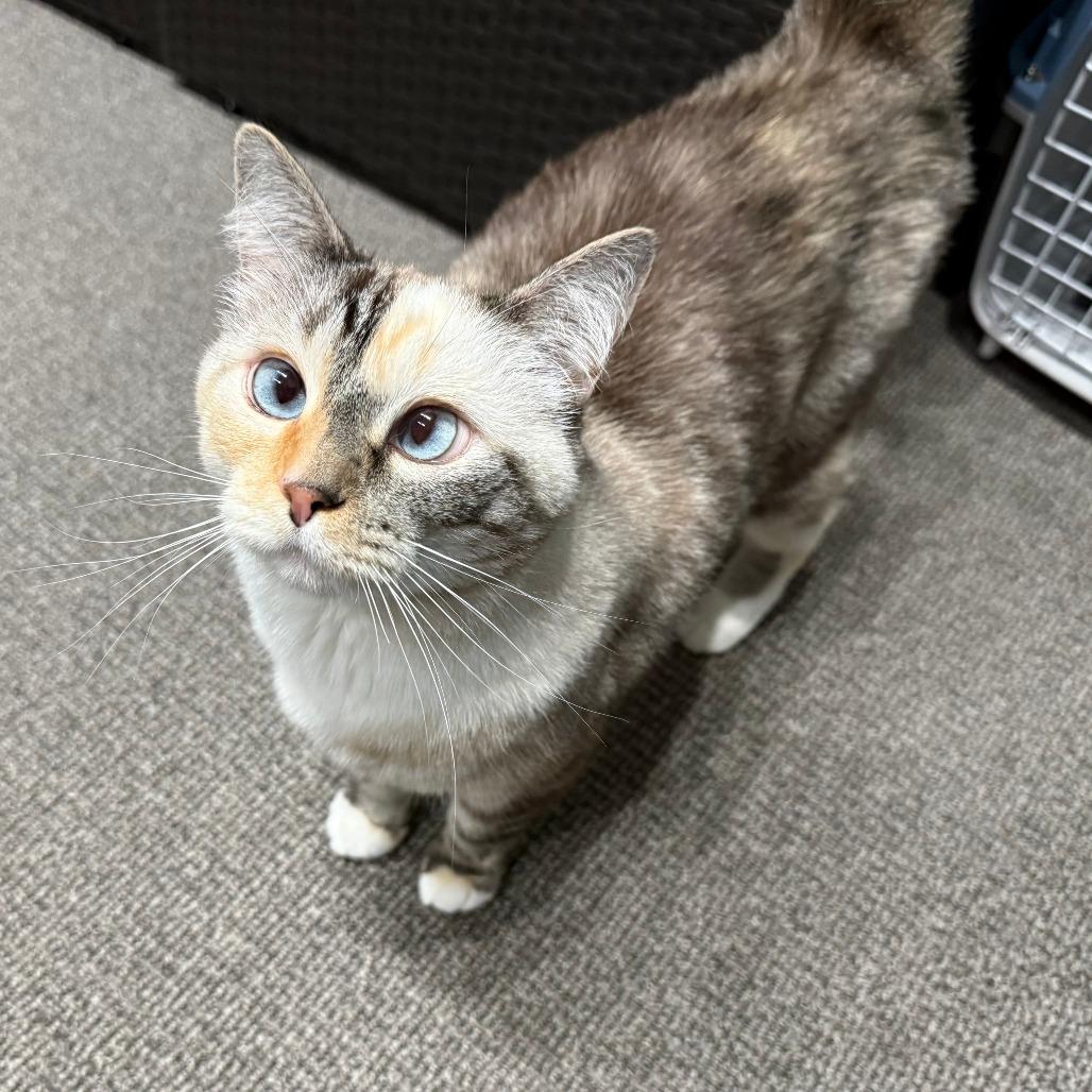 Basil, Adoptable, Senior Female Domestic Short Hair & Ragdoll.