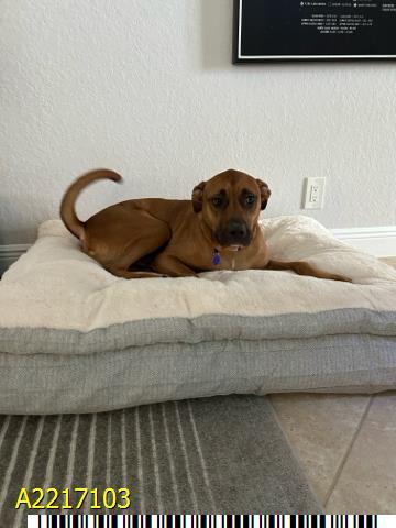 PUPPY, Adoptable, Adult Male Mixed Breed.