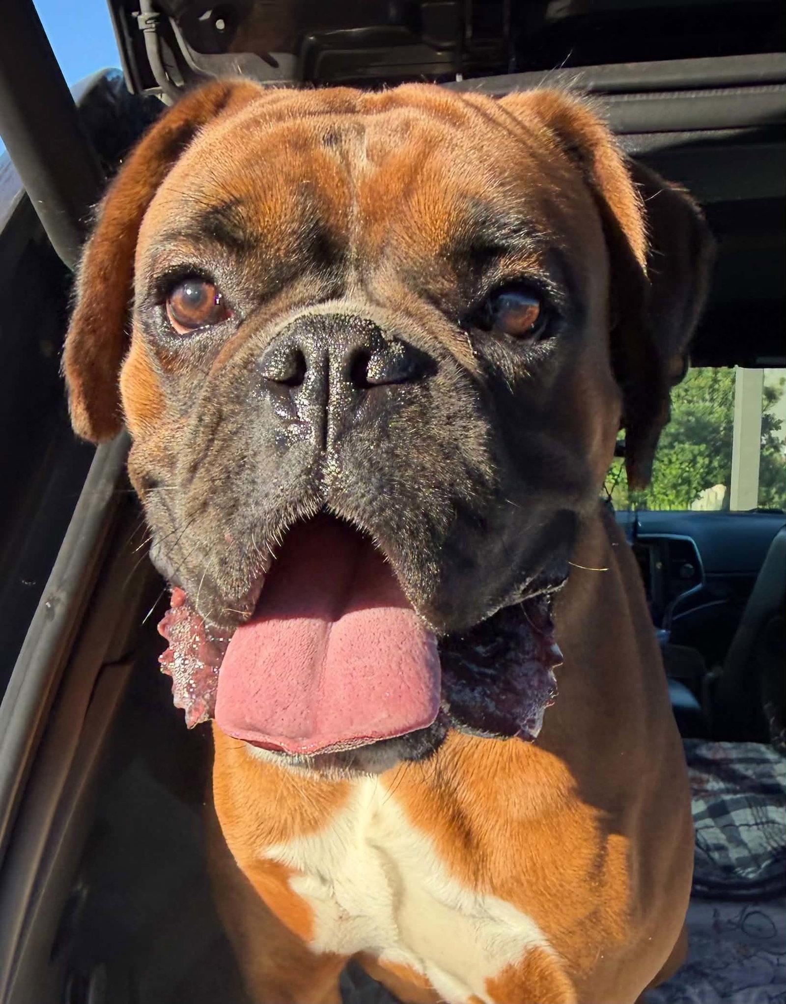 Enlarge Happy *Not accepting applications *, a Adoptable Boxer in Woodbury, MN image 1/2