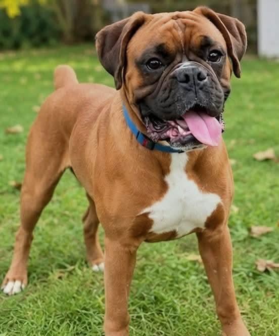 Enlarge Happy *Not accepting applications *, a Adoptable Boxer in Woodbury, MN image 2/2