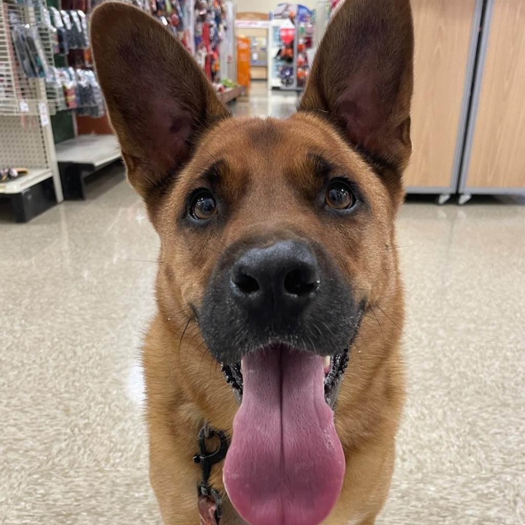 Kuzco, Adoptable, Adult Male Belgian Shepherd / Malinois.