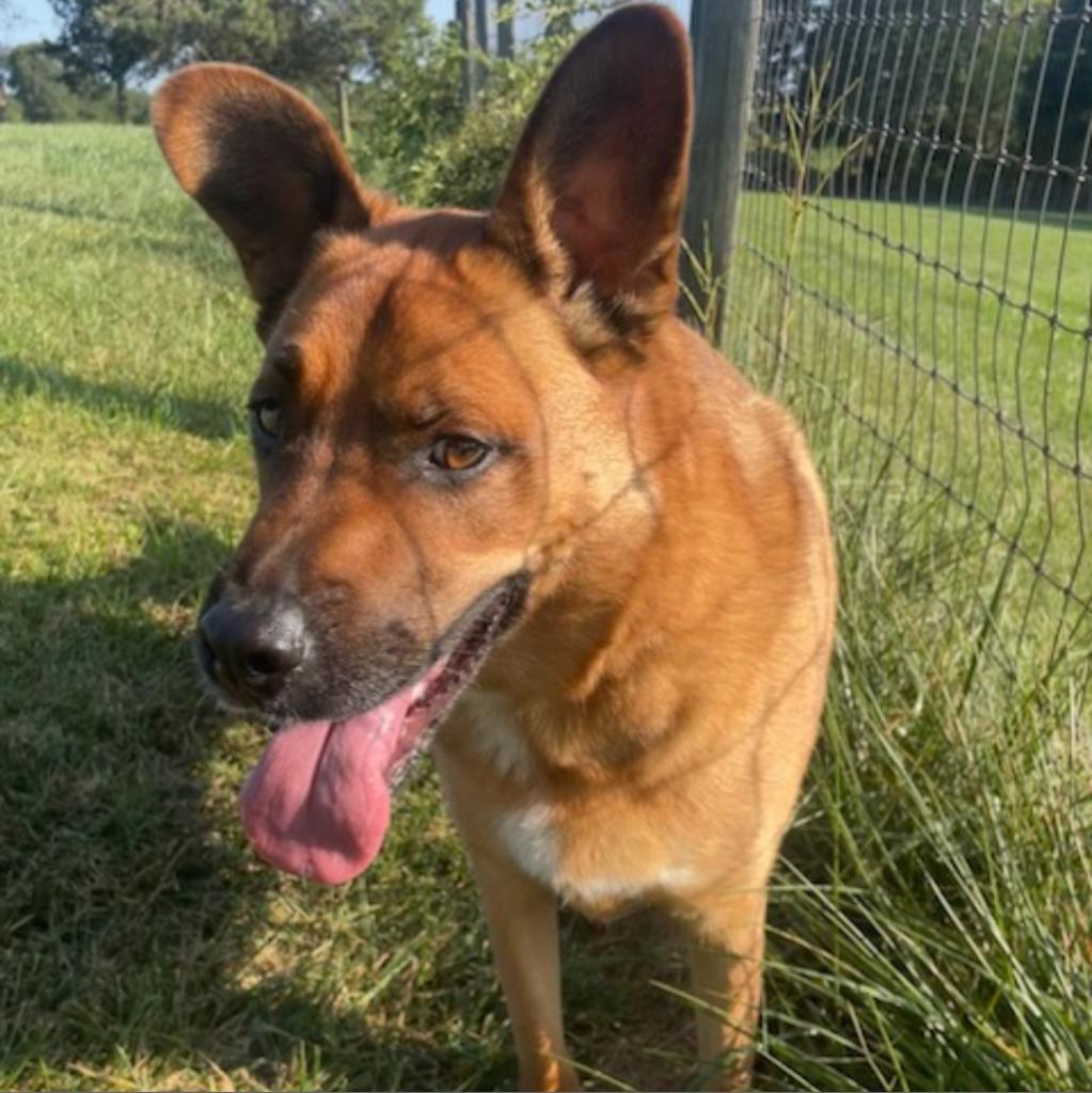 Enlarge Kuzco, a Adoptable Belgian Shepherd / Malinois in Bealeton, VA image 2/2