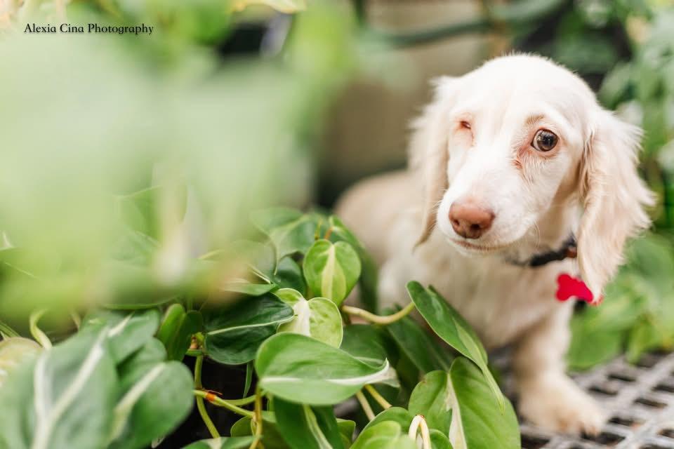Enlarge Larkin, an adopted Dachshund in Drumbo, ON image 4/4
