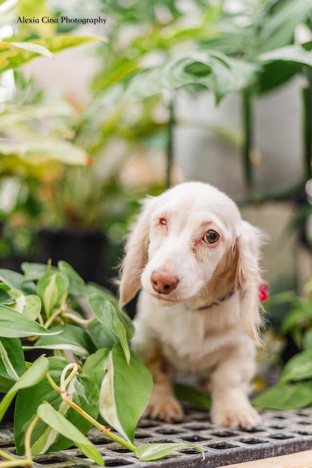 Enlarge Larkin, an adopted Dachshund in Drumbo, ON image 2/4