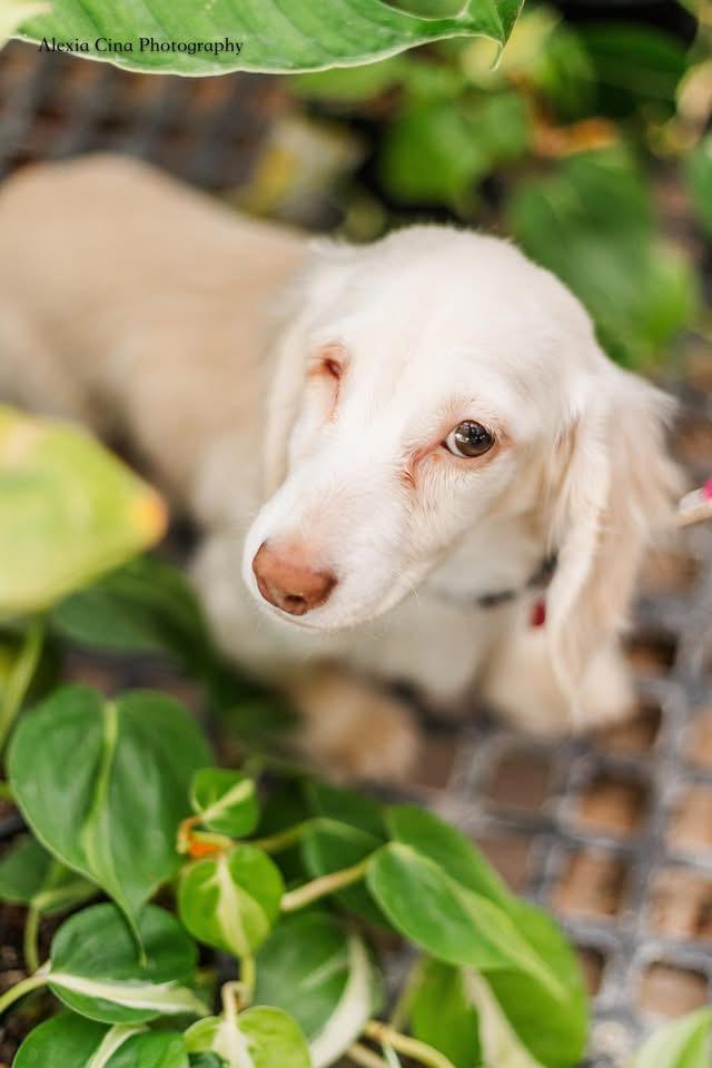 Enlarge Larkin, an adopted Dachshund in Drumbo, ON image 1/4