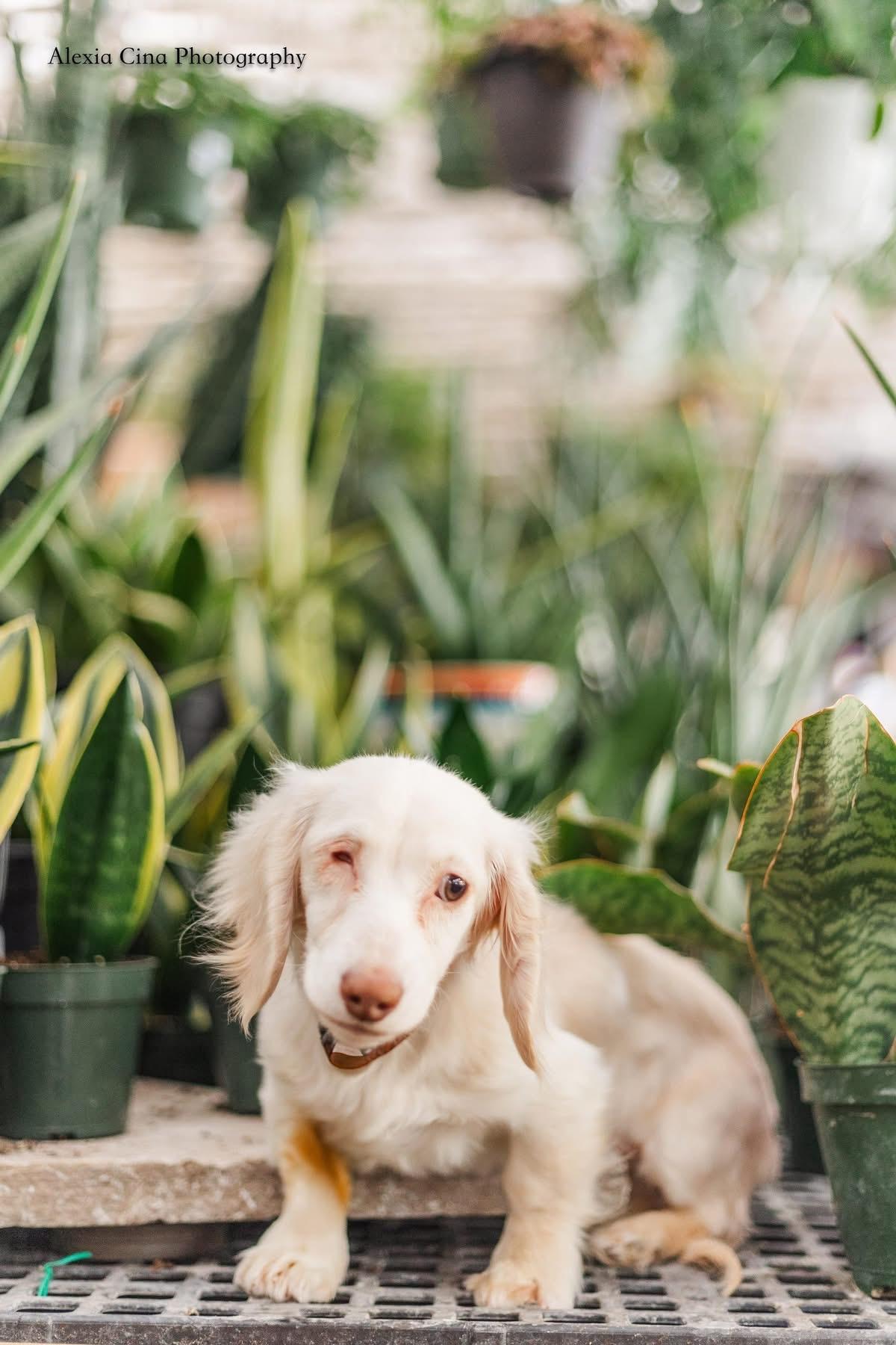Enlarge Larkin, an adopted Dachshund in Drumbo, ON image 3/4