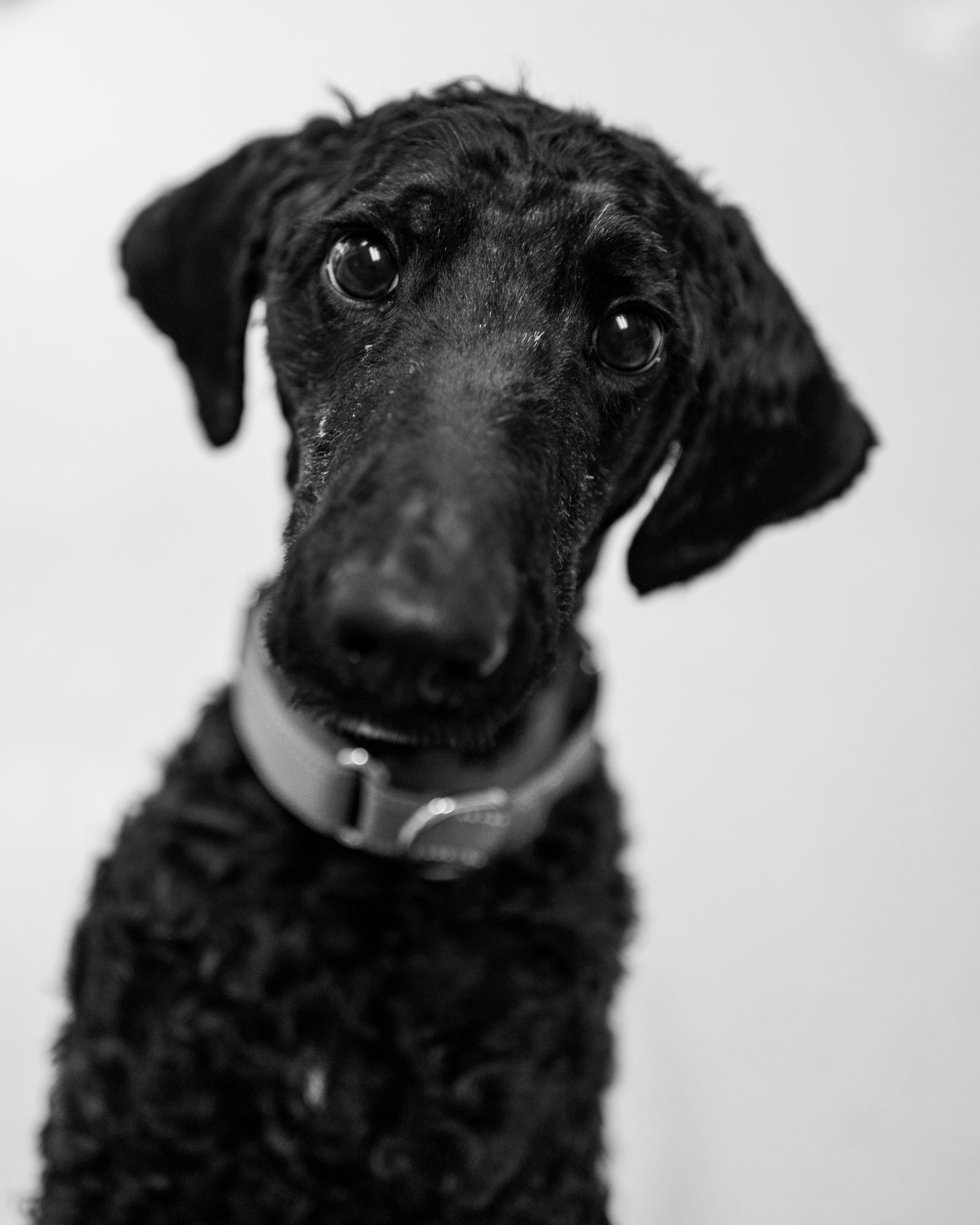 Dion