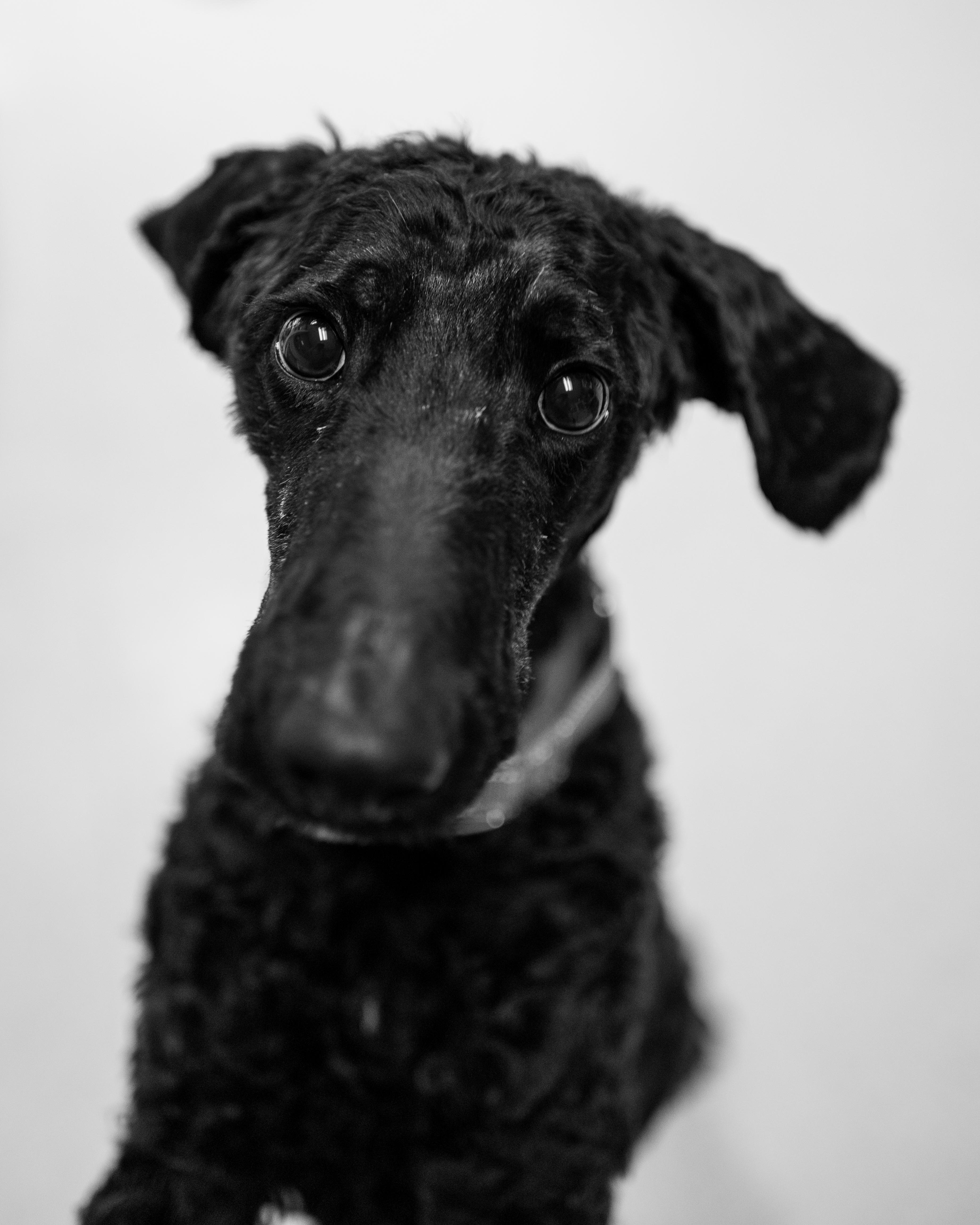 Dion