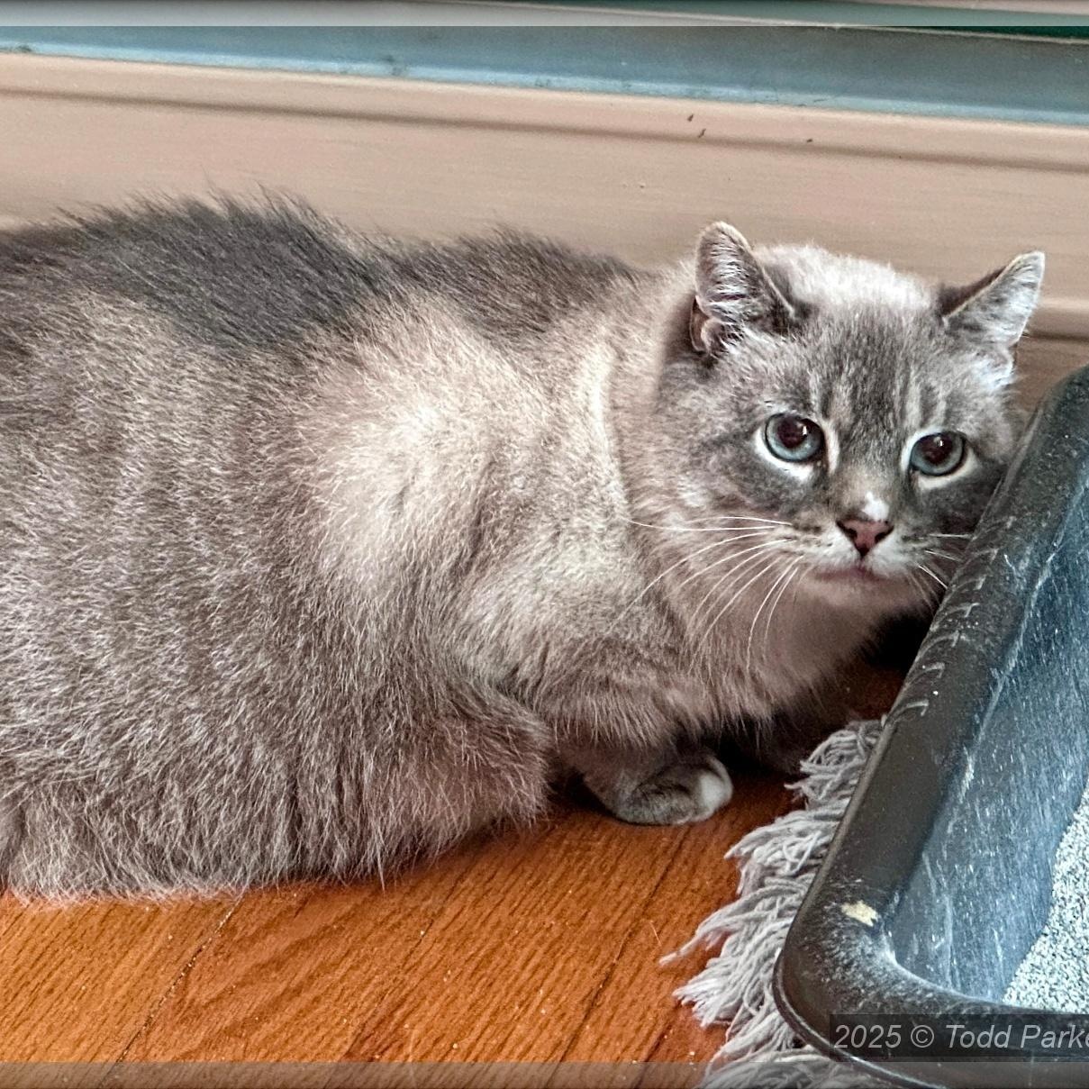 Enlarge Crystal, an adopted mixed breed in Albany, NY image 2/3
