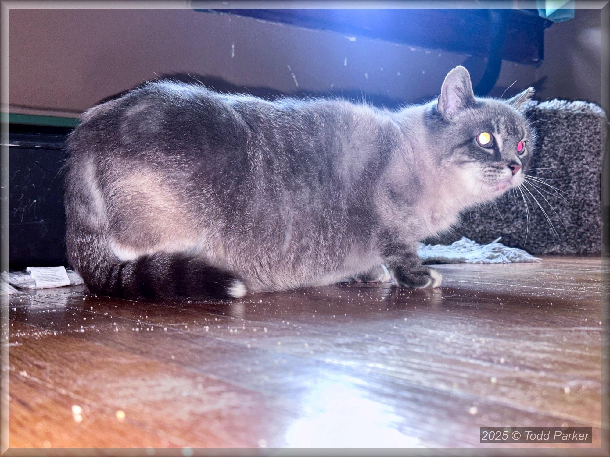 Enlarge Crystal, an adopted mixed breed in Albany, NY image 3/3
