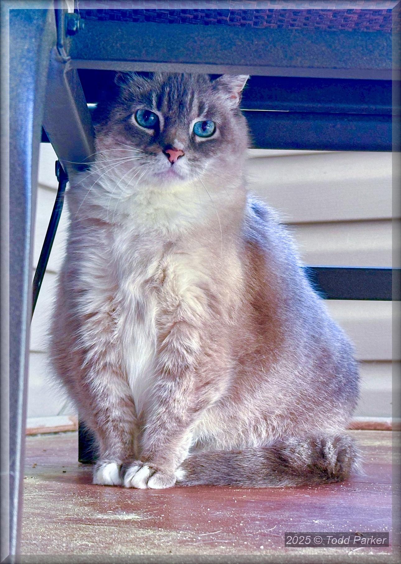 Enlarge Crystal, an adopted mixed breed in Albany, NY image 1/3