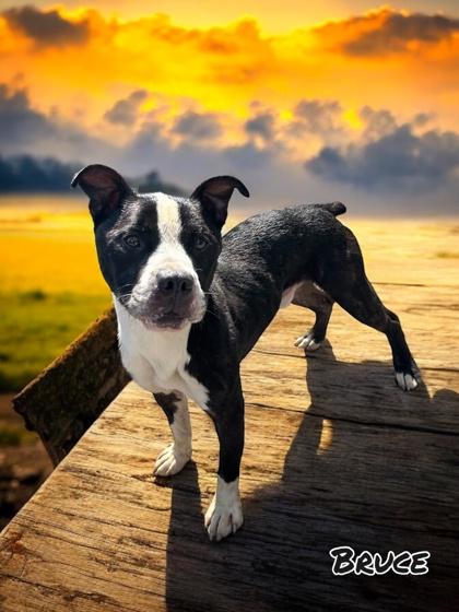 Bruce, Adoptable, Adult Male Terrier & Mixed Breed.