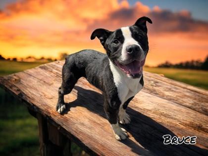 Bruce, a Adoptable mixed breed in Cumberland, MD image 2/3