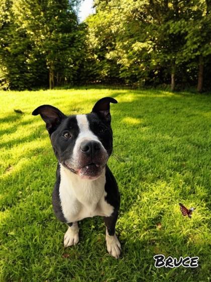 Bruce, a Adoptable mixed breed in Cumberland, MD image 3/3