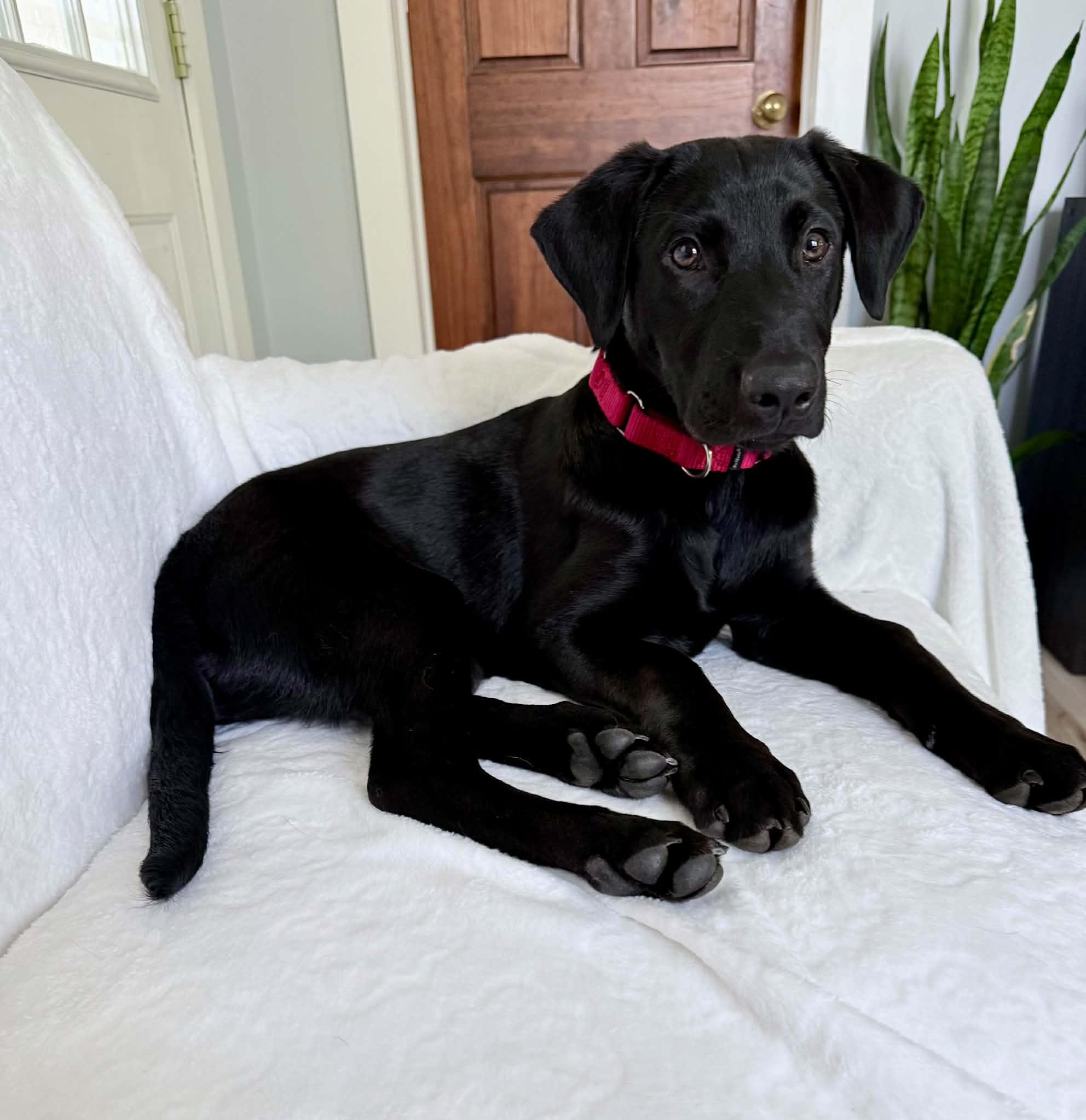 Sausage, ADOPTABLE, Puppy Male Black Labrador Retriever.