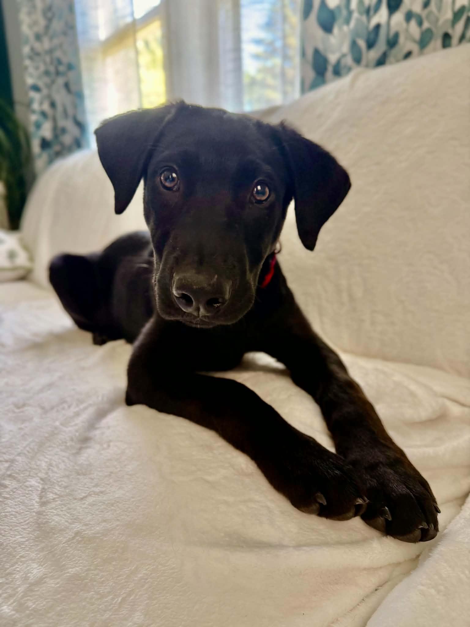 Enlarge Sausage, a ADOPTABLE mixed breed in Grand Rapids, MI image 2/4