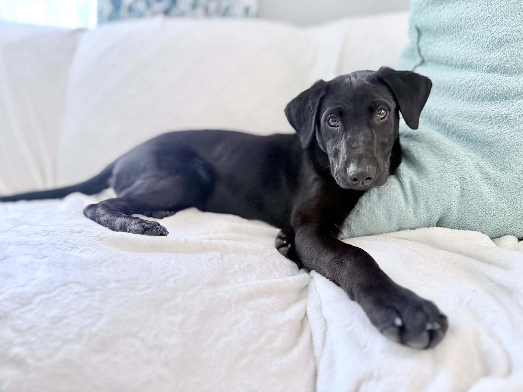 Enlarge Sausage, a ADOPTABLE mixed breed in Grand Rapids, MI image 3/4