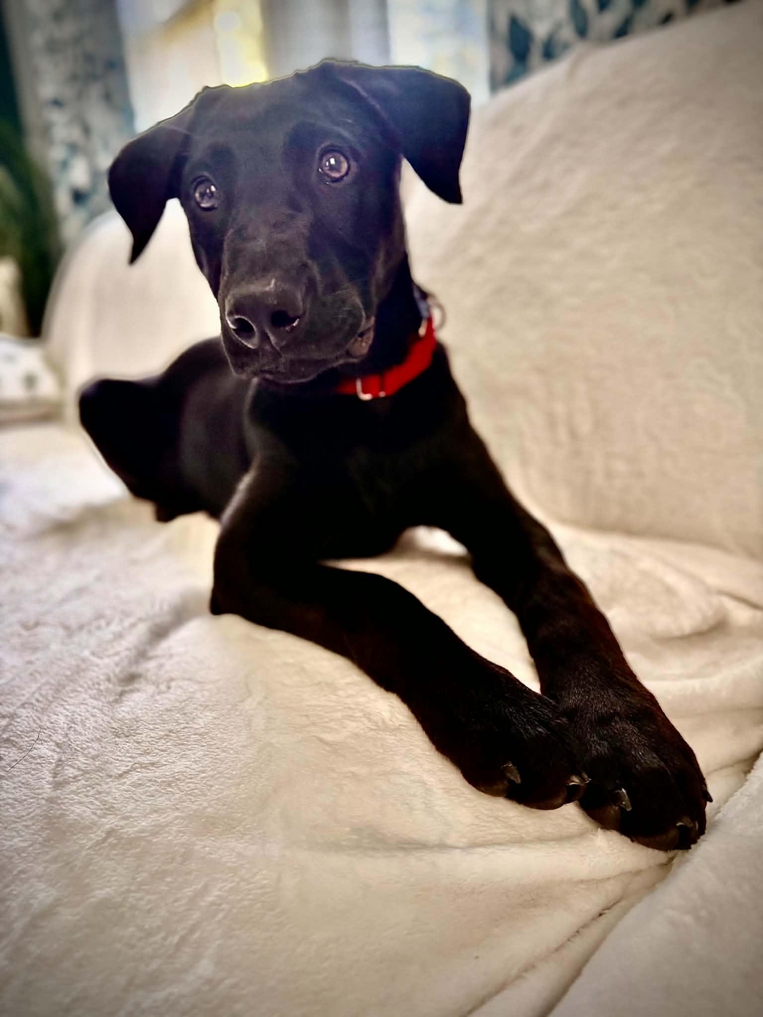 Enlarge Sausage, a ADOPTABLE mixed breed in Grand Rapids, MI image 4/4