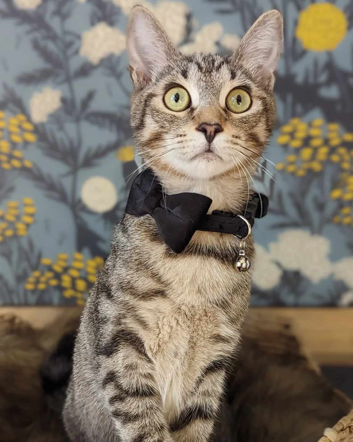 Lumin, a Adopted Domestic Short Hair in Mullica Hill, NJ image 1/4