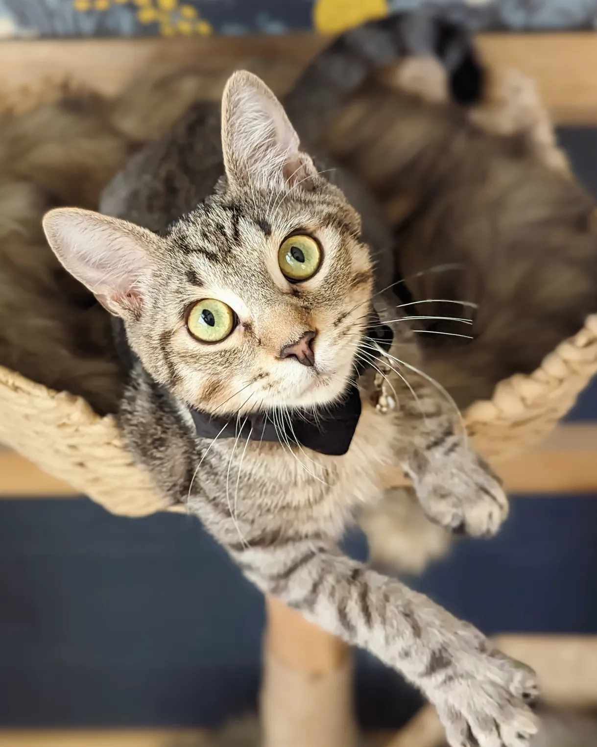 Lumin, a Adopted Domestic Short Hair in Mullica Hill, NJ image 2/4