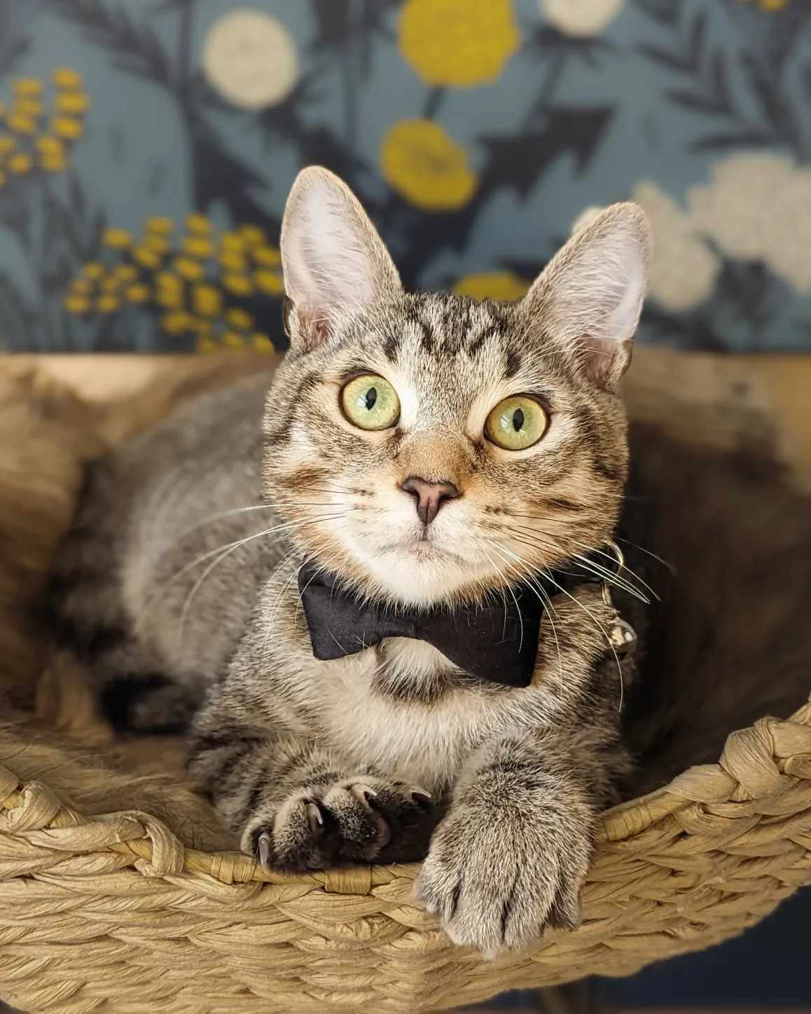 Lumin, a Adopted Domestic Short Hair in Mullica Hill, NJ image 3/4