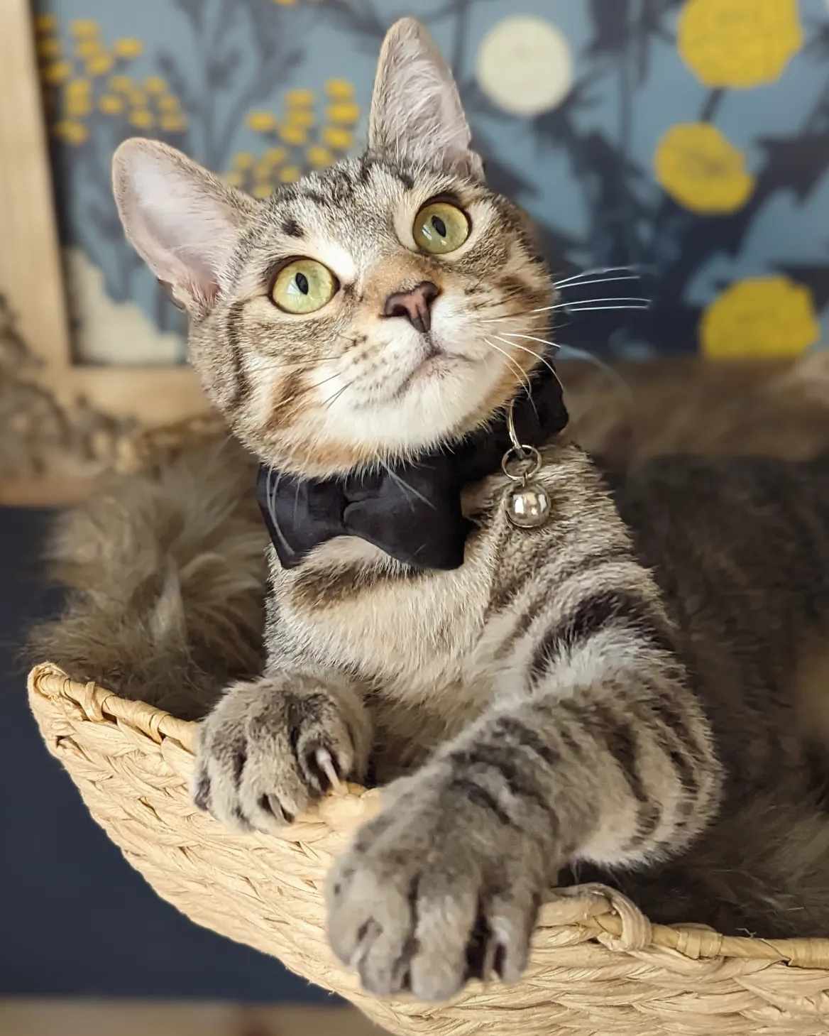 Lumin, a Adopted Domestic Short Hair in Mullica Hill, NJ image 4/4