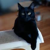 Luna, Adoptable, Young Female Domestic Medium Hair.