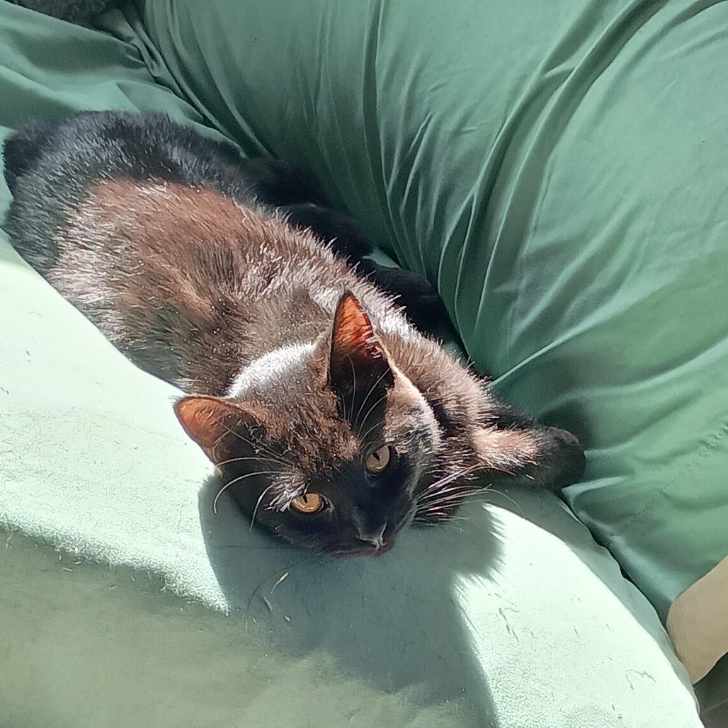 Enlarge Luna, a Adoptable Domestic Medium Hair in Pittsburgh, PA image 2/6