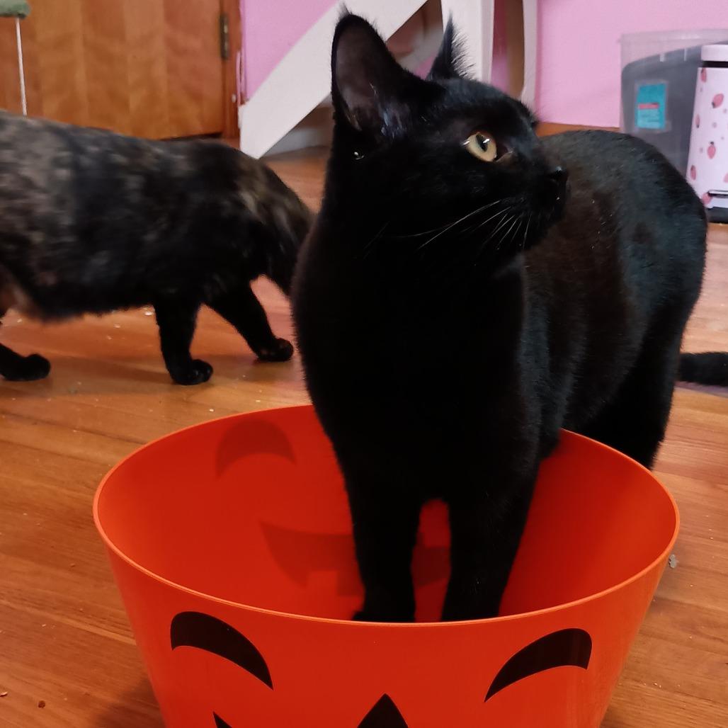 Enlarge Luna, a Adoptable Domestic Medium Hair in Pittsburgh, PA image 3/6