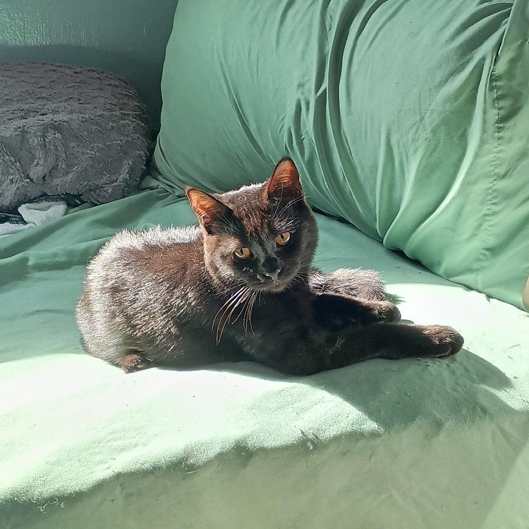 Enlarge Luna, a Adoptable Domestic Medium Hair in Pittsburgh, PA image 4/6