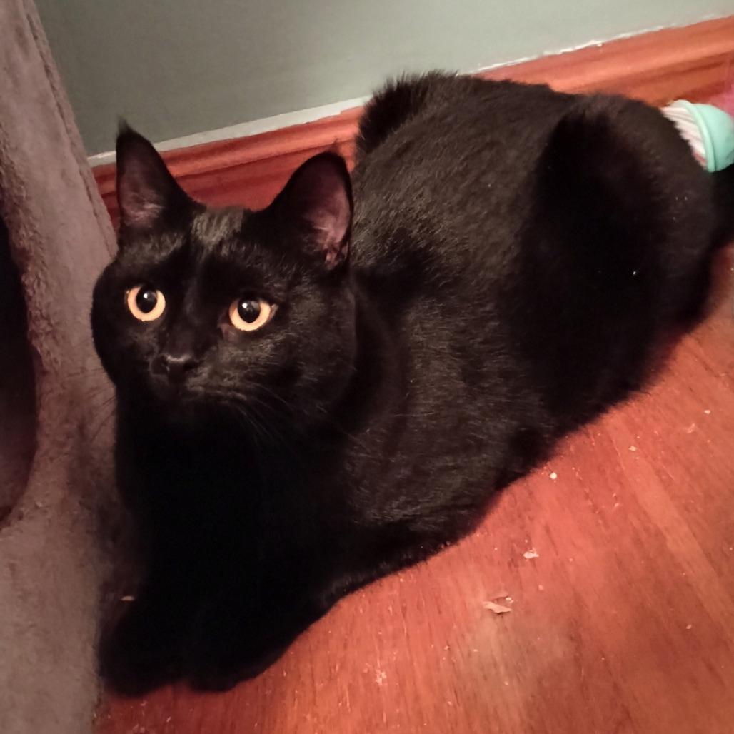 Enlarge Luna, a Adoptable Domestic Medium Hair in Pittsburgh, PA image 5/6