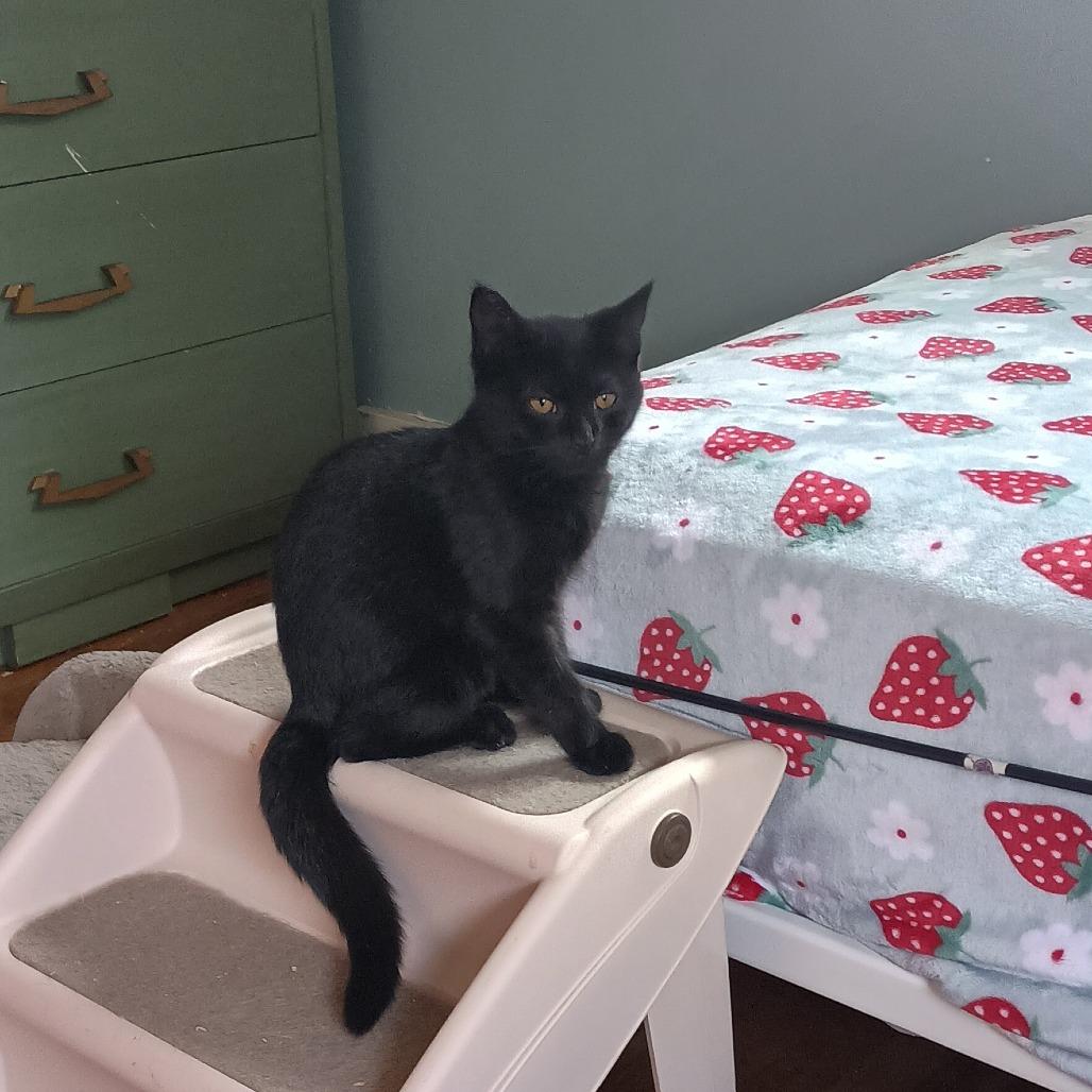 Enlarge Luna, a Adoptable Domestic Medium Hair in Pittsburgh, PA image 6/6