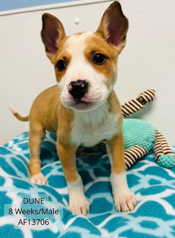 Dune, Adoptable, Young Male Pit Bull Terrier & Mixed Breed.