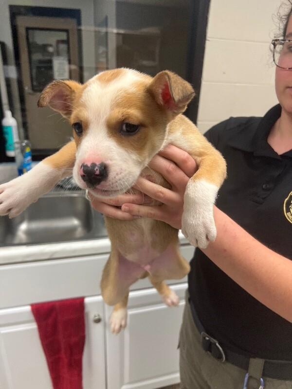 Enlarge Dune, a Adoptable mixed breed in Supply, NC image 2/2