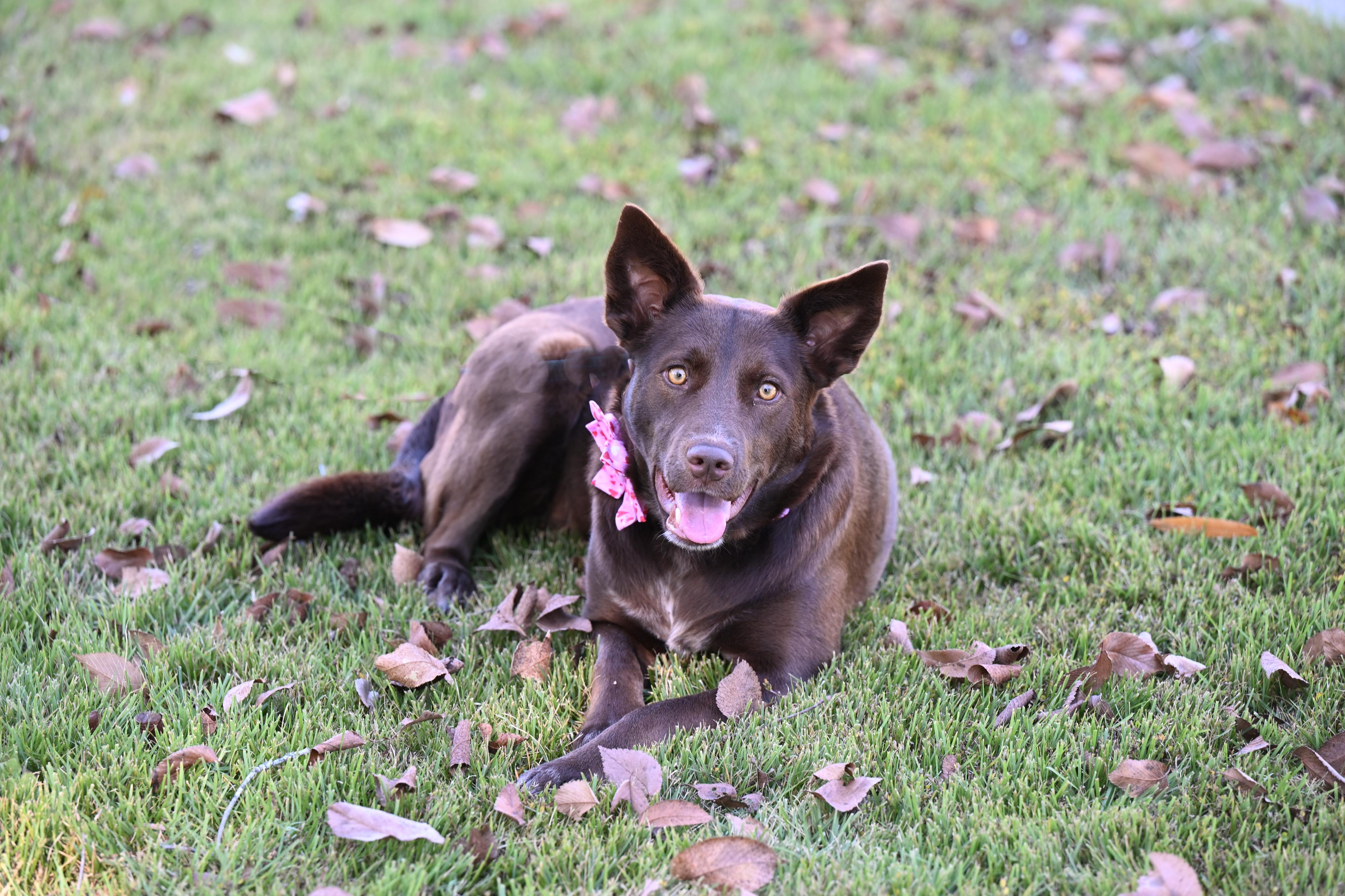 Enlarge Coco, a ADOPTABLE mixed breed in Allentown, PA image 2/6