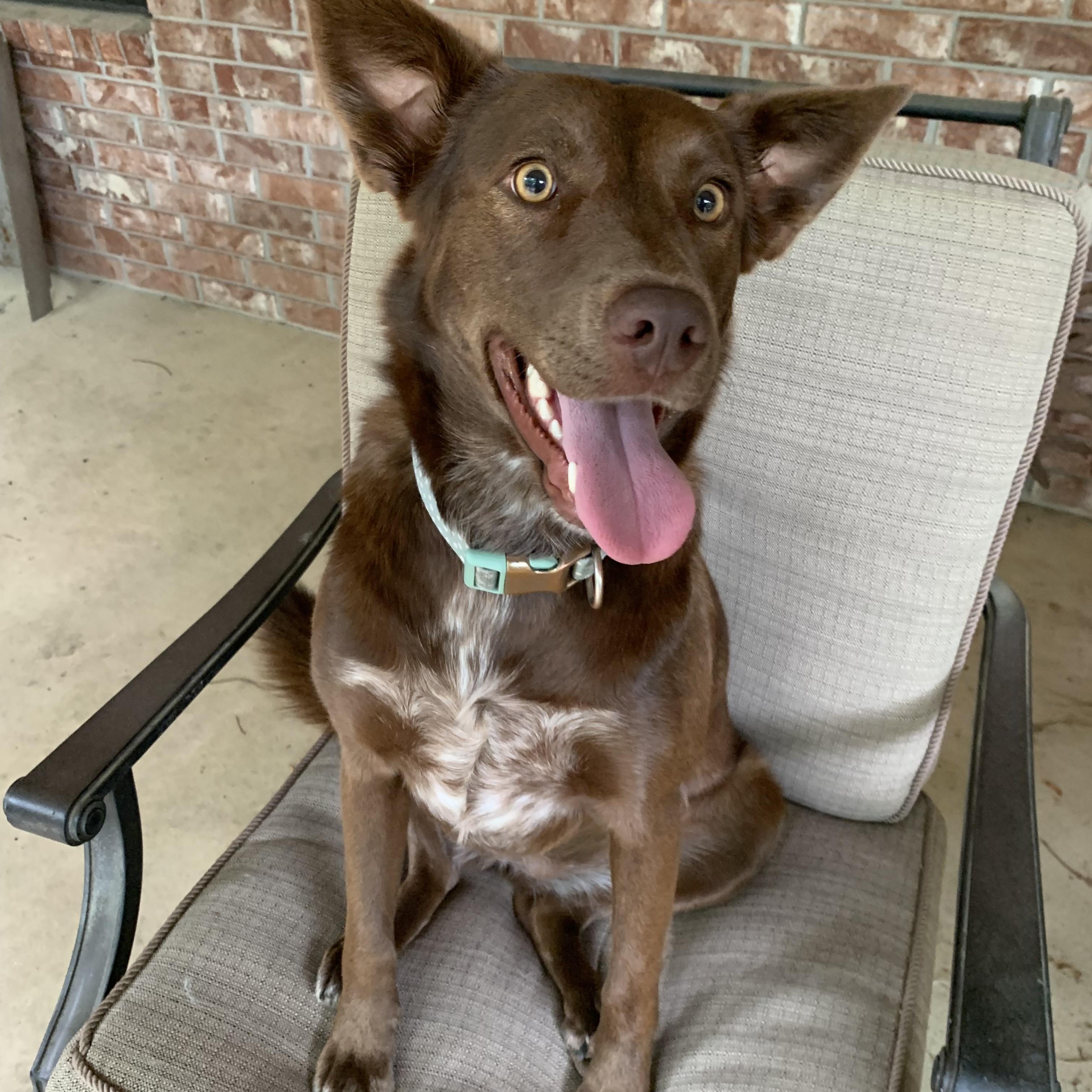 Enlarge Coco - Sweet Treat!, a ADOPTABLE mixed breed in Willington, CT image 1/6