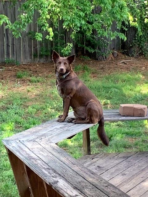 Enlarge Coco - Sweet Treat!, a ADOPTABLE mixed breed in Willington, CT image 2/6