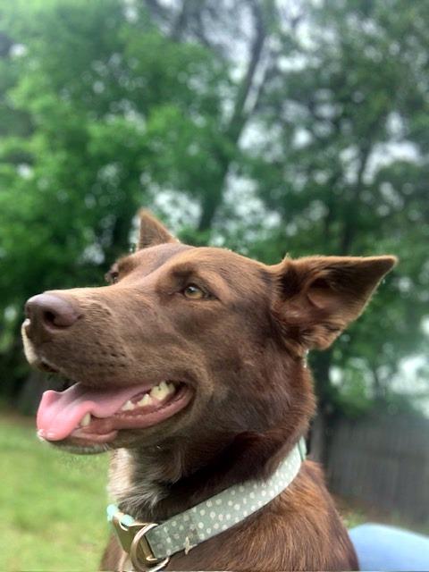 Enlarge Coco - Sweet Treat!, a ADOPTABLE mixed breed in Willington, CT image 3/6