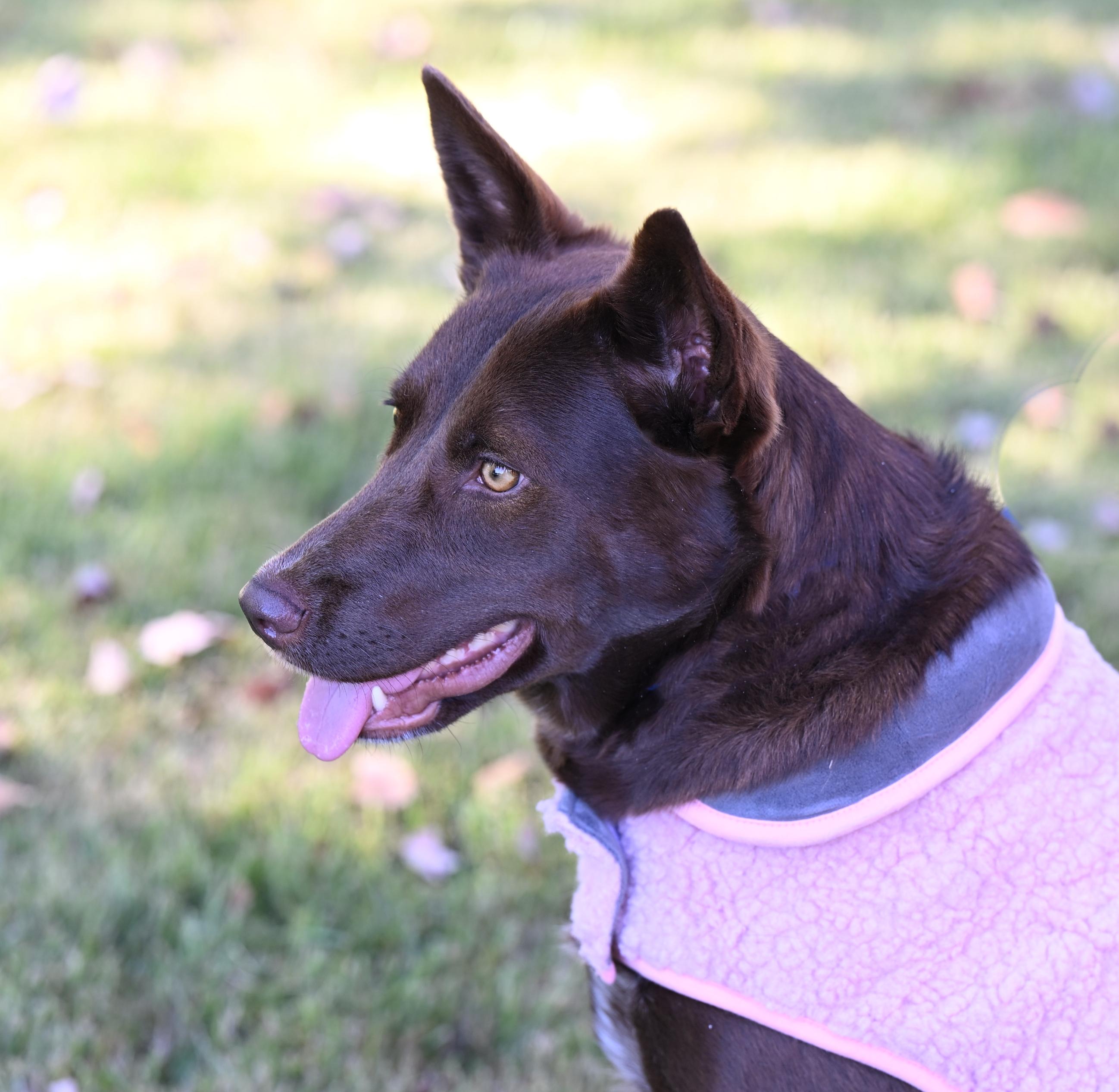 Enlarge Coco, a ADOPTABLE mixed breed in Allentown, PA image 4/6