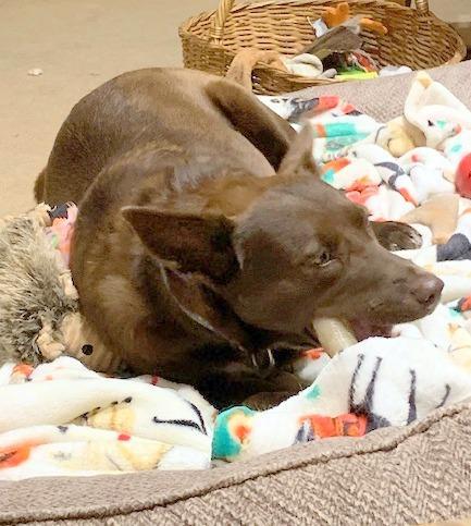 Enlarge Coco, a ADOPTABLE mixed breed in Allentown, PA image 1/6